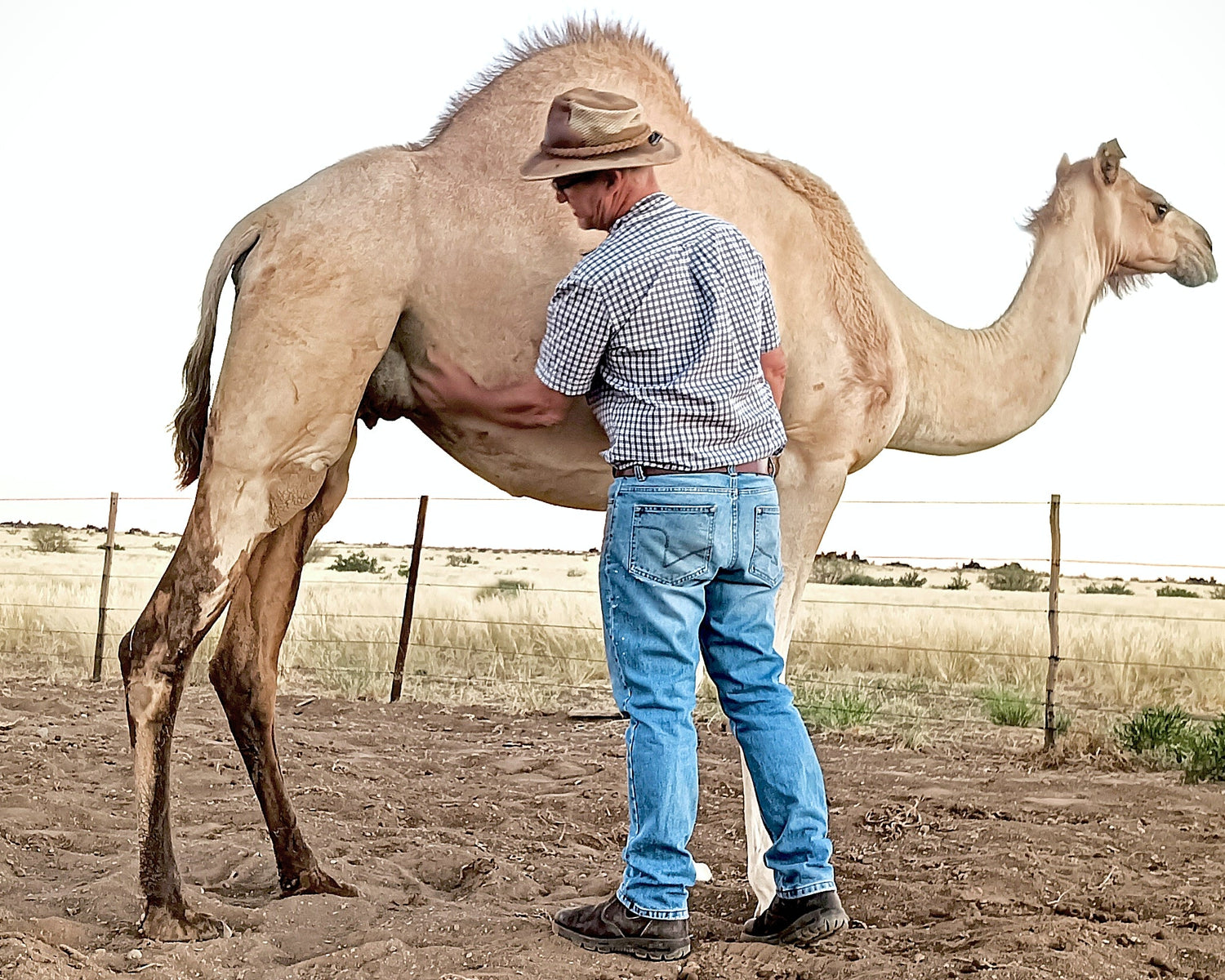 Farmer inspecting pregnant camel at Koppieskraal Kameelplaas