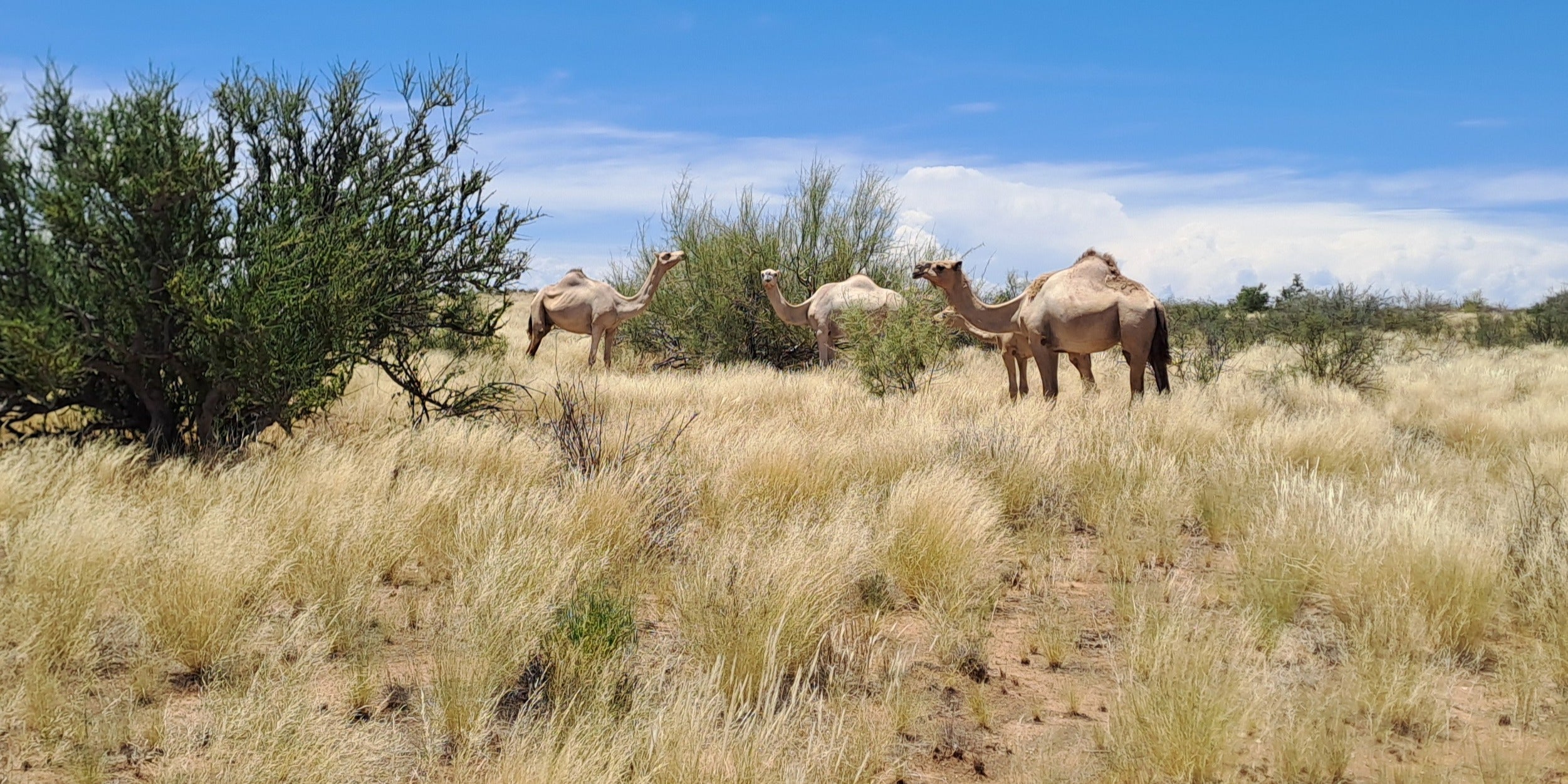 Camels and calves at Koppieskraal Kameelplaas